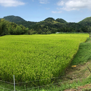 平成30年度 ヒノヒカリ 30kgの画像
