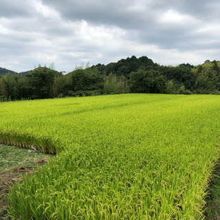 平成30年度 ヒノヒカリ 30kgの画像