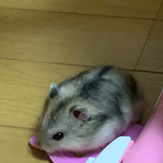 ジャンガリアン - 里親募集