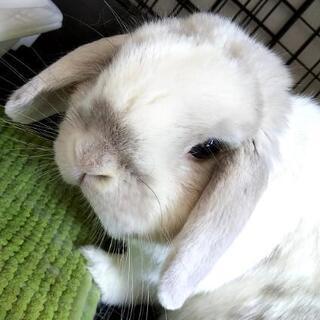 うさ友さん募集してます❤️ - 日野市