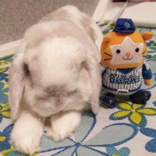 うさ友さん募集してます❤️ − 東京都