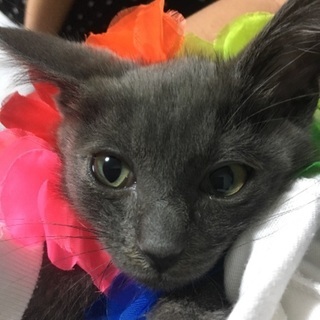 グレー4ヶ月になったばっかりくらい？男の子