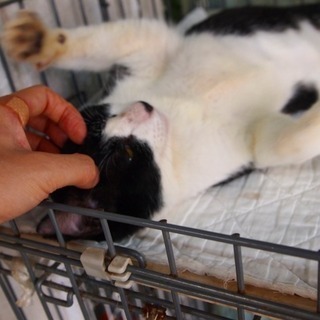 白黒ハチワレ猫　1歳　スタイル良い　性格超よい甘えん坊さん - 猫