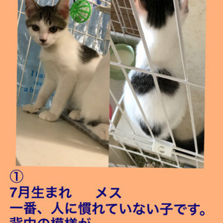 7月生まれの子ネコ