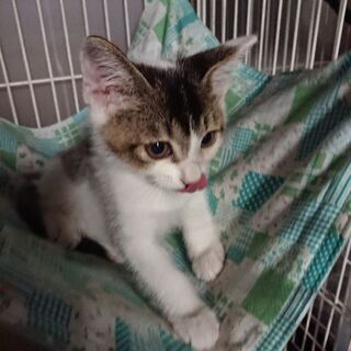 背中にツバキのお花模様(*≧∇≦)ﾉ - 猫