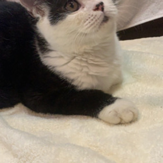 子猫 マンチカン♂里親