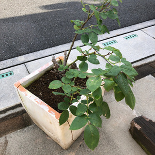 バラ    アンネフランク