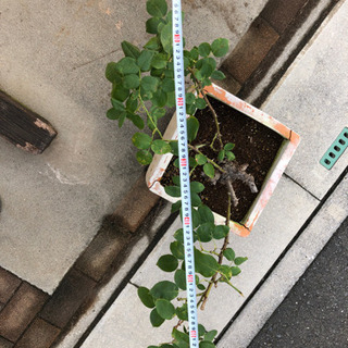 バラ    アンネフランクの画像