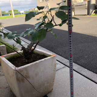 バラ    アンネフランクの画像