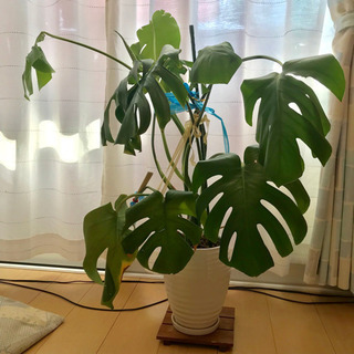 観葉植物