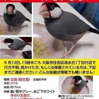 文鳥を探しています