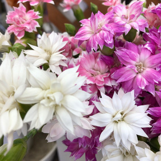 花屋さんの新鮮切り花🎶の画像