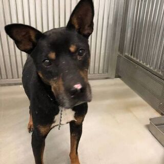 譲渡になりました　🐾あ　りがとうございました🐶 - 山口市