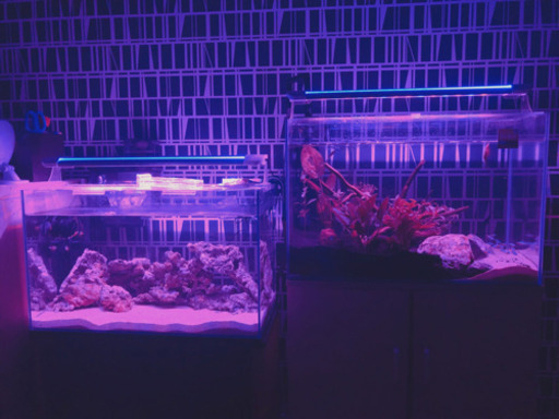 海水水槽一式セット