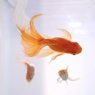 金魚欲しいです！