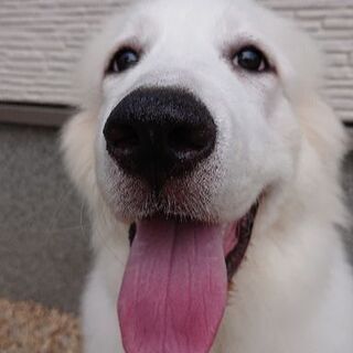 グレートピレニーズ友達を探してます