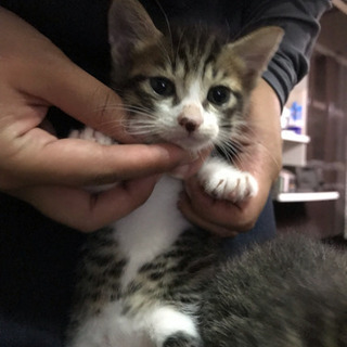 生後1ヶ月子猫