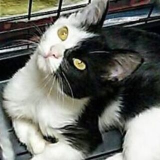 9月22日(日)の譲渡会にだします❤️全身タイツの兄弟猫４ヶ月の...