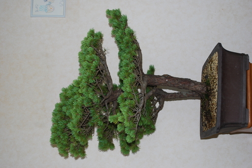 盆栽　五葉松
