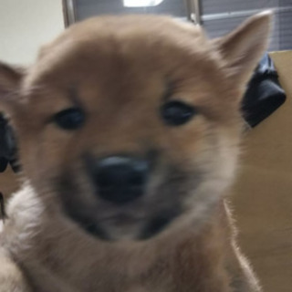 柴犬の女の子3頭 - 犬
