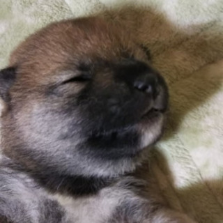柴犬の女の子3頭の画像