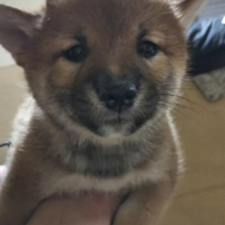 柴犬の女の子3頭 − 滋賀県