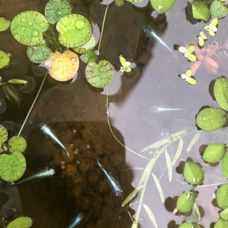 みゆき メダカの画像