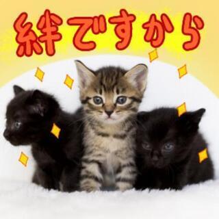 男女仲良しLINEグループメンバー募集🍅