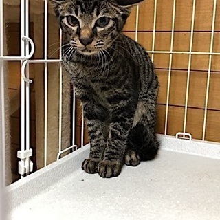 シャム系　ルキ君、里親さん募集です。 - 清瀬市