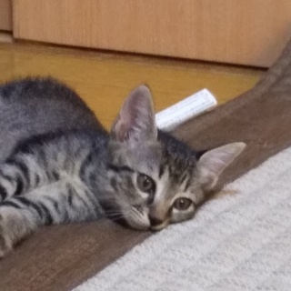 急募！最後の仔猫です。お願いします。