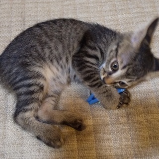 急募！最後の仔猫です。お願いします。 - 出水市