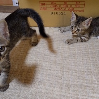 急募！最後の仔猫です。お願いします。 - 猫