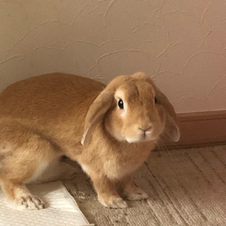 保護うさぎ
