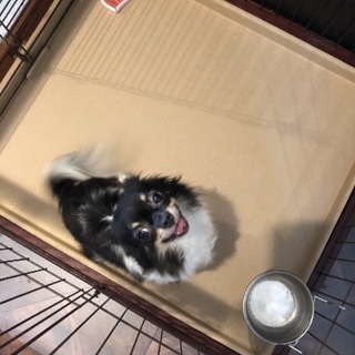 チワワの里親募集