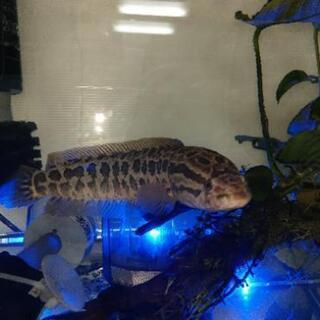 雷魚 30センチ弱