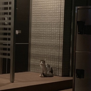 ネコの飼い主を探しています。