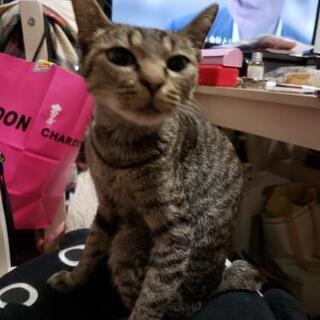 保護猫の里親募集