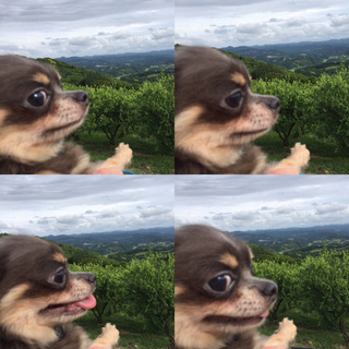 チワワ