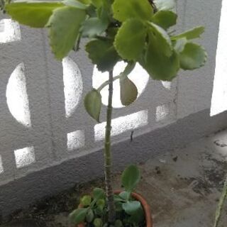 多肉植物　3