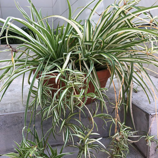 オリヅルラン＋植木鉢