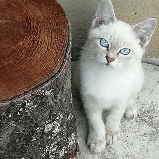 青い目の子猫