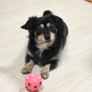 チワックス - 犬