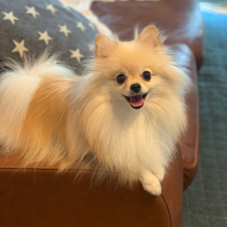 犬友&ご飯友募集🐶
