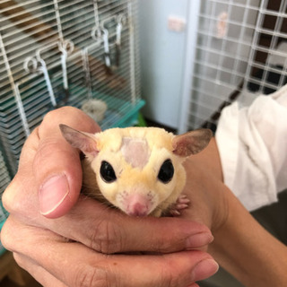 モモンガリューシ オス