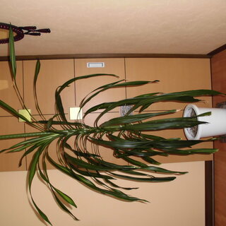 商談成立！終了します。観葉植物貰って下さい。