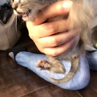 まだ生後2週間ちょっと。豪華な長毛かな。すこし耳曲がってかわいいよー(  ˃̶͈ ᴗ ˂̶͈  )♡ - 猫