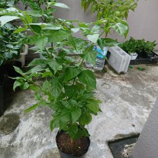 島とうがらしの苗木売ります。