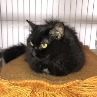黒猫6歳♀大人しくて優しくて小柄でかわいいです！