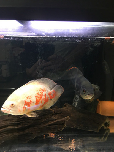 ブラジル産ワイルドオスカー、アルビノオスカー