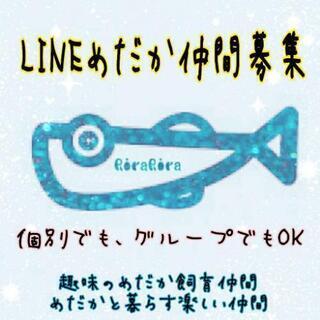 ☀メダカ好き仲間＆LINE仲間募集😊☀